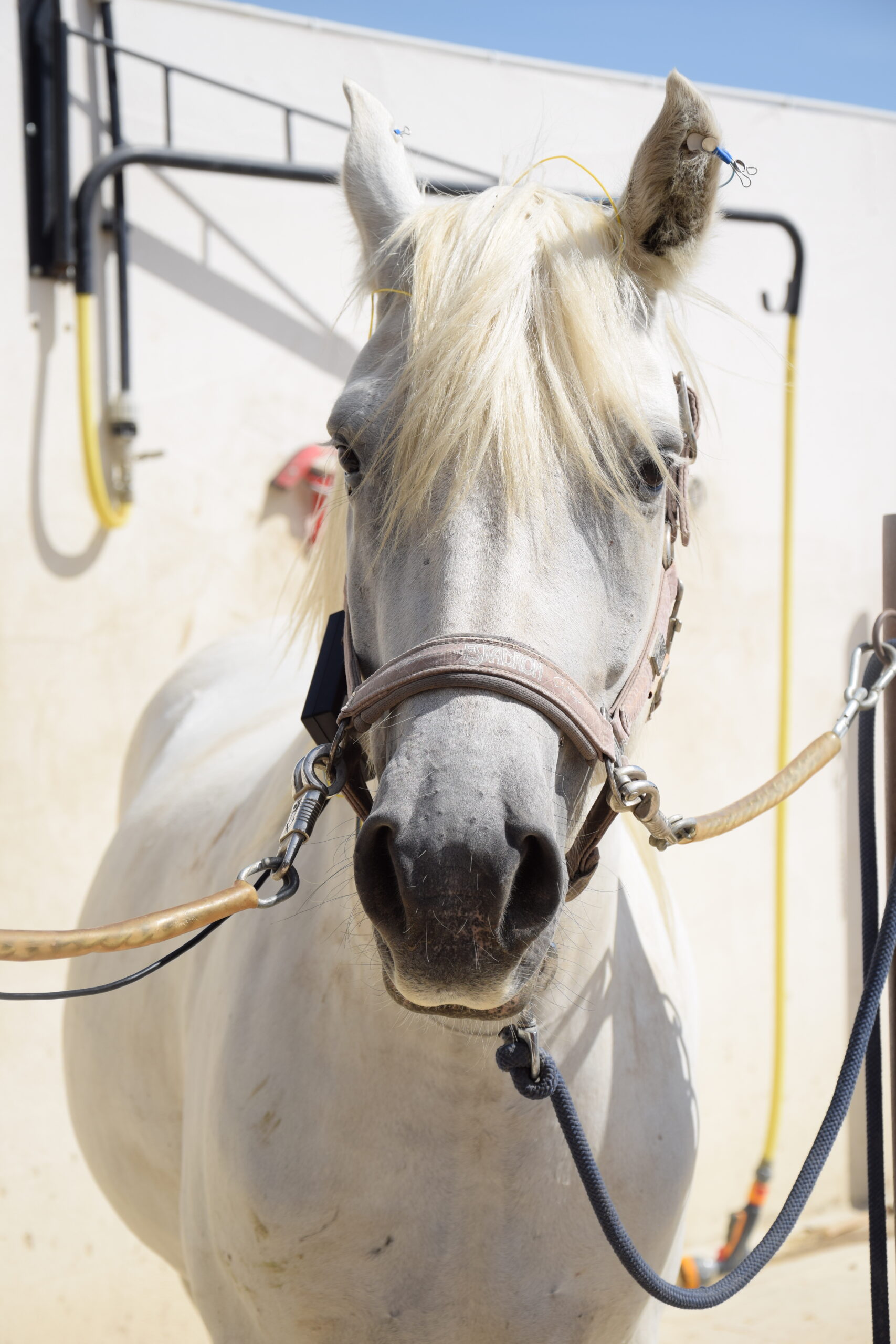 Cheval et neurofeedback lyon