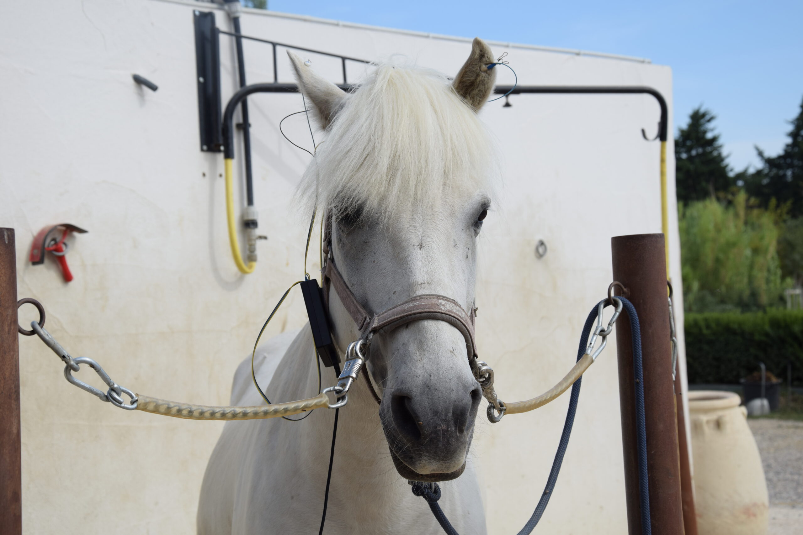 Cheval de sport neurofeedback