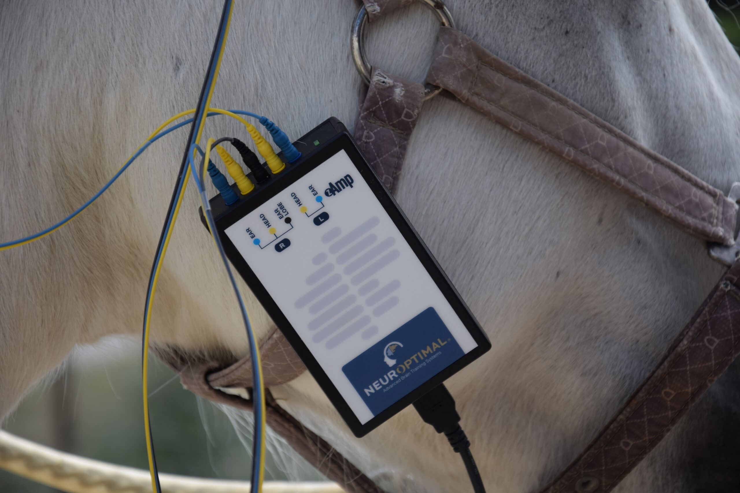 cheval neurofeedback